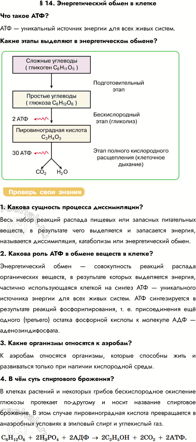 Решение задачи: § 14. Энергетический обмен в клетке Что такое АТФ? АТФ — уникальный источник энергии для всех живых систем. Какие этапы выделяют в энергетическом обмене?
