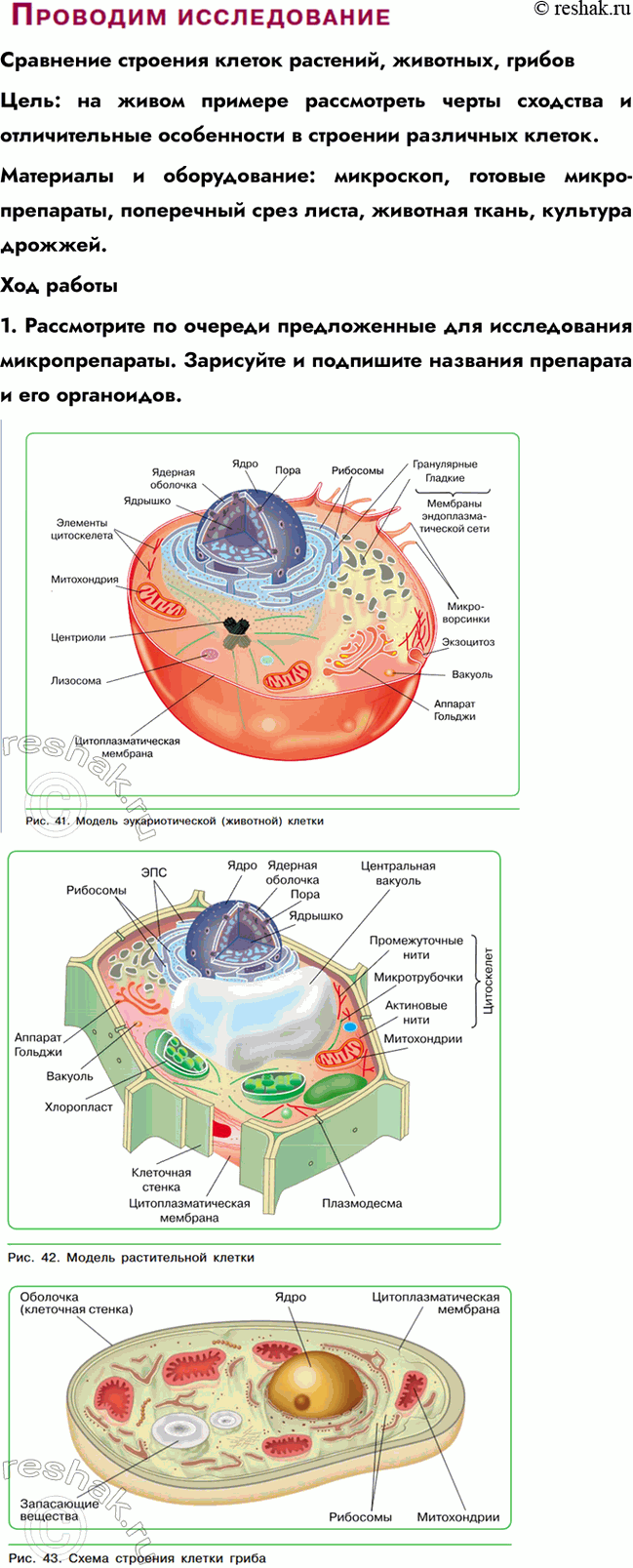 Решение задачи: § 11. Сравнение строения и жизнедеятельности клеток растений и животных Что такое пластиды и каковы их функции? Пластиды — органоиды растительной клетки.