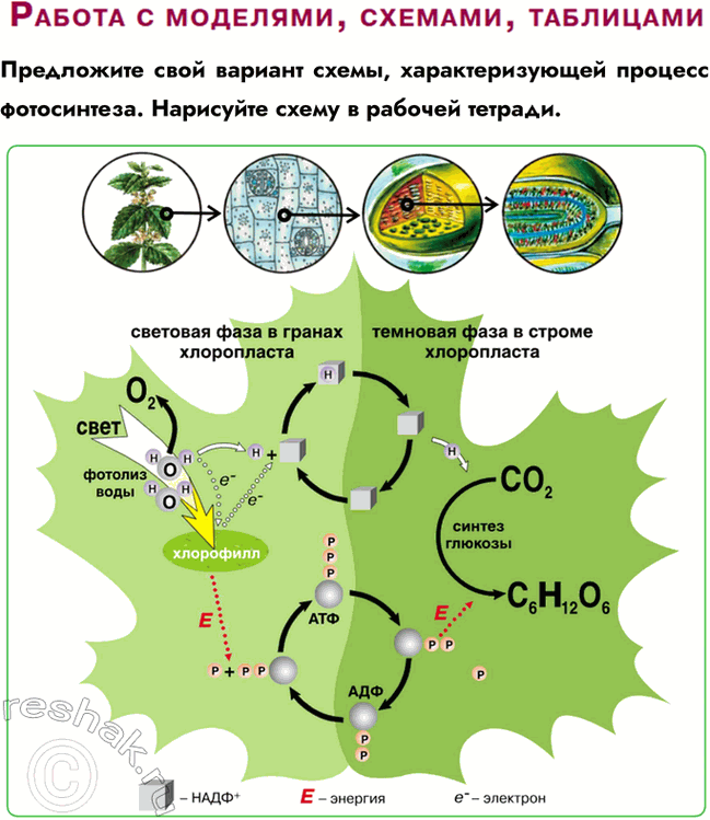 Решение задачи: § 15. Пластический обмен в клетке. Фотосинтез. Хемосинтез Что такое фотосинтез? Какова его биологическая роль? Фотосинтез — это сложнейший комплекс создания органических веществ из СО2 и Н2О за счёт энергии солнечного света.