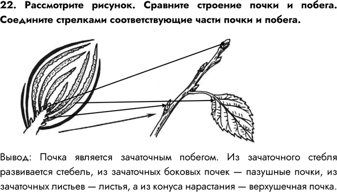 Решение задачи: 22. Рассмотрите рисунок. Сравните строение почки и побега. Соедините стрелками соответствующие части почки и побега. Вывод: Почка является зачаточным побегом. Из зачаточного стебля развивается стебель, из зачаточных боковых почек — пазушные почки, из зачаточных листьев — листья, а из конуса нарастания — верхушечная почка.