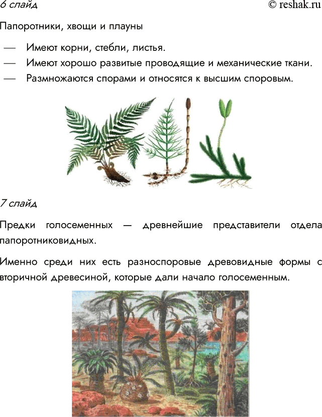 Решение задачи: § 10. РАЗВИТИЕ РАСТИТЕЛЬНОГО МИРА ВСПОМНИТЕ 1. Какая группа растений занимает в настоящее время господствующее положение? Господствующее положение в настоящее время занимают покрытосеменные растения.