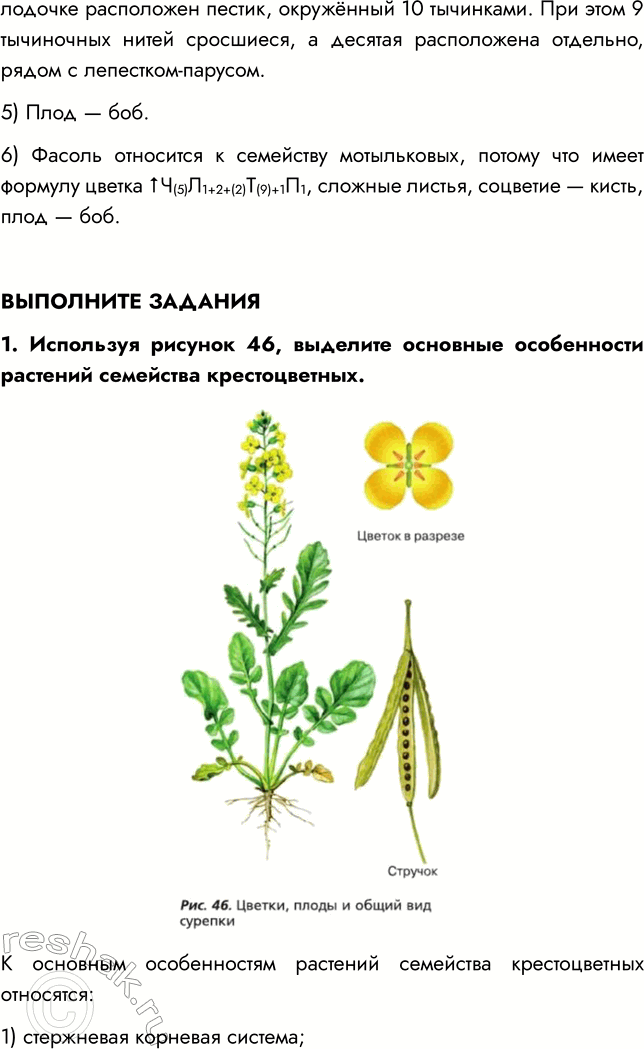Решение задачи: § 12. КЛАСС ДВУДОЛЬНЫЕ. СЕМЕЙСТВА КРЕСТОЦВЕТНЫЕ И РОЗОЦВЕТНЫЕ ВСПОМНИТЕ 1. Из каких частей цветка образуются плоды? Плод образуется из завязи — нижней утолщённой части пестика.