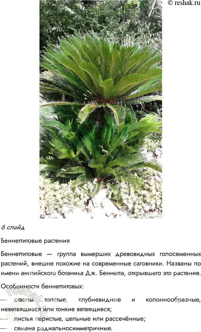 Решение задачи: § 8. ОТДЕЛ ГОЛОСЕМЕННЫЕ РАСТЕНИЯ ВСПОМНИТЕ 1. Какой жизненный цикл имеют моховидные? Жизненный цикл мха делится на две фазы: 1) Гаметофит — фаза образования растения из споры;