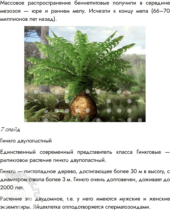 Решение задачи: § 8. ОТДЕЛ ГОЛОСЕМЕННЫЕ РАСТЕНИЯ ВСПОМНИТЕ 1. Какой жизненный цикл имеют моховидные? Жизненный цикл мха делится на две фазы: 1) Гаметофит — фаза образования растения из споры;