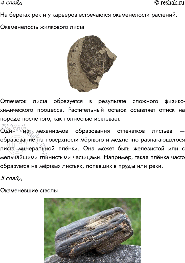 Решение задачи: § 10. РАЗВИТИЕ РАСТИТЕЛЬНОГО МИРА ВСПОМНИТЕ 1. Какая группа растений занимает в настоящее время господствующее положение? Господствующее положение в настоящее время занимают покрытосеменные растения.