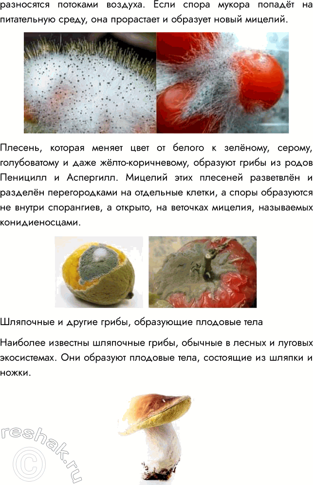 Решение задачи: § 25. ГРИБЫ — ПАРАЗИТЫ РАСТЕНИЙ, ЖИВОТНЫХ, ЧЕЛОВЕКА ВСПОМНИТЕ 1. Какие организмы называют паразитами? Паразитами называют организмы, которые используют другие живые существа в качестве источника питания и среды обитания.