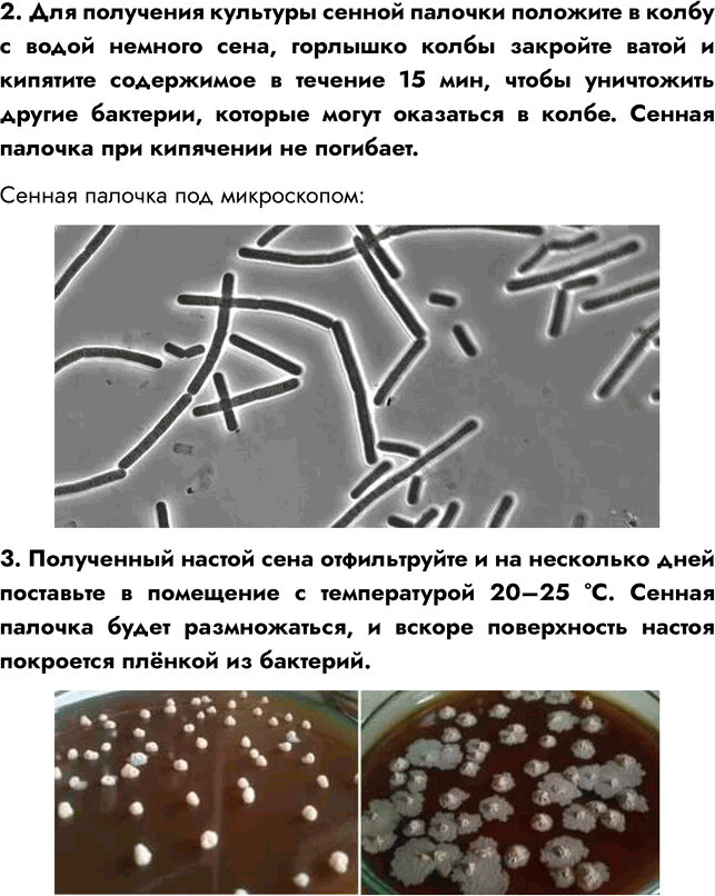 Решение задачи: § 20. СТРОЕНИЕ И ЖИЗНЕДЕЯТЕЛЬНОСТЬ БАКТЕРИЙ ВСПОМНИТЕ 1. На какие царства принято разделять живые организмы? Живые организмы принято разделять на четыре царства: