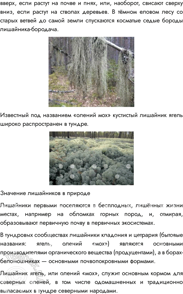 Решение задачи: § 26. ЛИШАЙНИКИ ВСПОМНИТЕ 1. Что такое таллом? Таллом — это тело низших растений, не имеющее отдельных органов и тканей — листьев, корня, стебля.