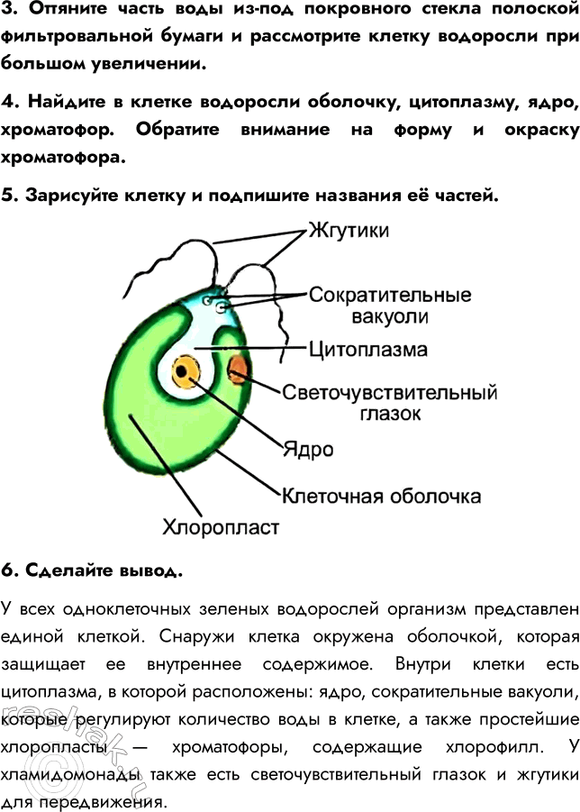 Решение задачи: § 4. МНОГООБРАЗИЕ ВОДОРОСЛЕЙ ВСПОМНИТЕ 1. Почему водоросли относят к низшим растениям? Водоросли относят к низшим растениям, потому что они не имеют органов (ни корней, ни стеблей, ни листьев).