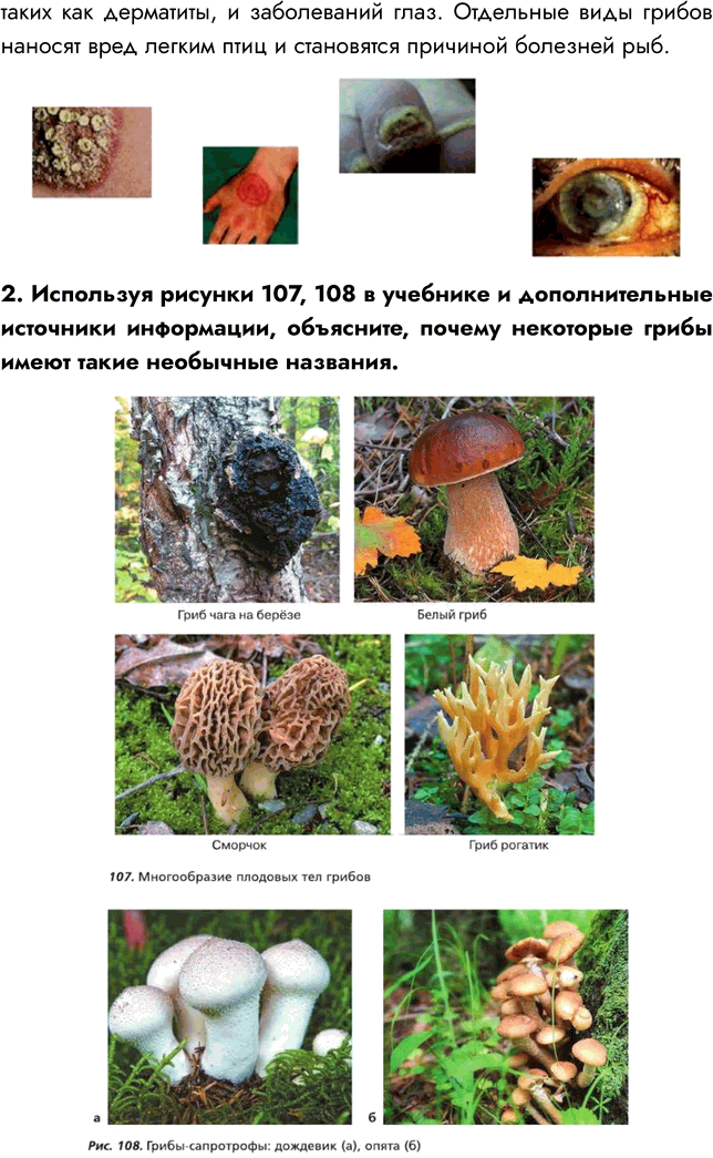 Решение задачи: § 22. ОБЩАЯ ХАРАКТЕРИСТИКА ГРИБОВ ВСПОМНИТЕ 1. Чем грибы отличаются от растений? Отличия грибов от растений: - Грибы питаются готовыми органическими веществами, высасывая их из почвы, а растения производят их в процессе фотосинтеза.