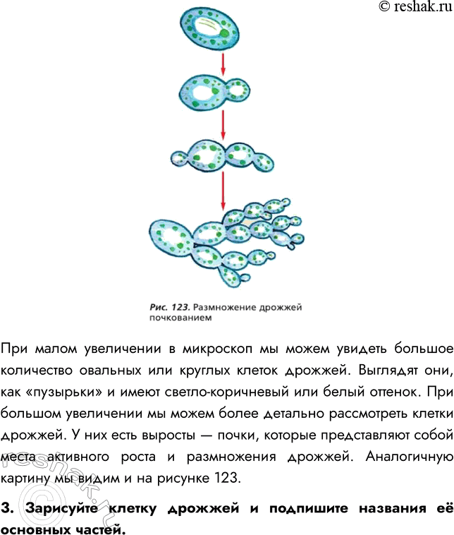 Решение задачи: § 24. ПЛЕСНЕВЫЕ ГРИБЫ И ДРОЖЖИ ВСПОМНИТЕ 1. Где поселяется плесень? Плесень поселяется на продуктах питания, органических материалах (на керамике, пластике, бумаге, ткани, бетоне, штукатурке, древесине), стенах, потолке, стыках на окнах.