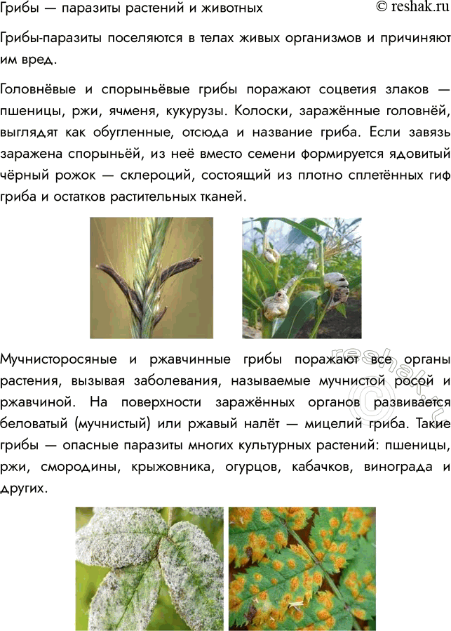 Решение задачи: § 25. ГРИБЫ — ПАРАЗИТЫ РАСТЕНИЙ, ЖИВОТНЫХ, ЧЕЛОВЕКА ВСПОМНИТЕ 1. Какие организмы называют паразитами? Паразитами называют организмы, которые используют другие живые существа в качестве источника питания и среды обитания.