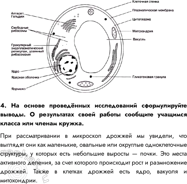 Решение задачи: § 24. ПЛЕСНЕВЫЕ ГРИБЫ И ДРОЖЖИ ВСПОМНИТЕ 1. Где поселяется плесень? Плесень поселяется на продуктах питания, органических материалах (на керамике, пластике, бумаге, ткани, бетоне, штукатурке, древесине), стенах, потолке, стыках на окнах.