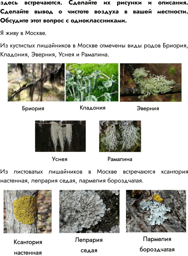 Решение задачи: § 26. ЛИШАЙНИКИ ВСПОМНИТЕ 1. Что такое таллом? Таллом — это тело низших растений, не имеющее отдельных органов и тканей — листьев, корня, стебля.