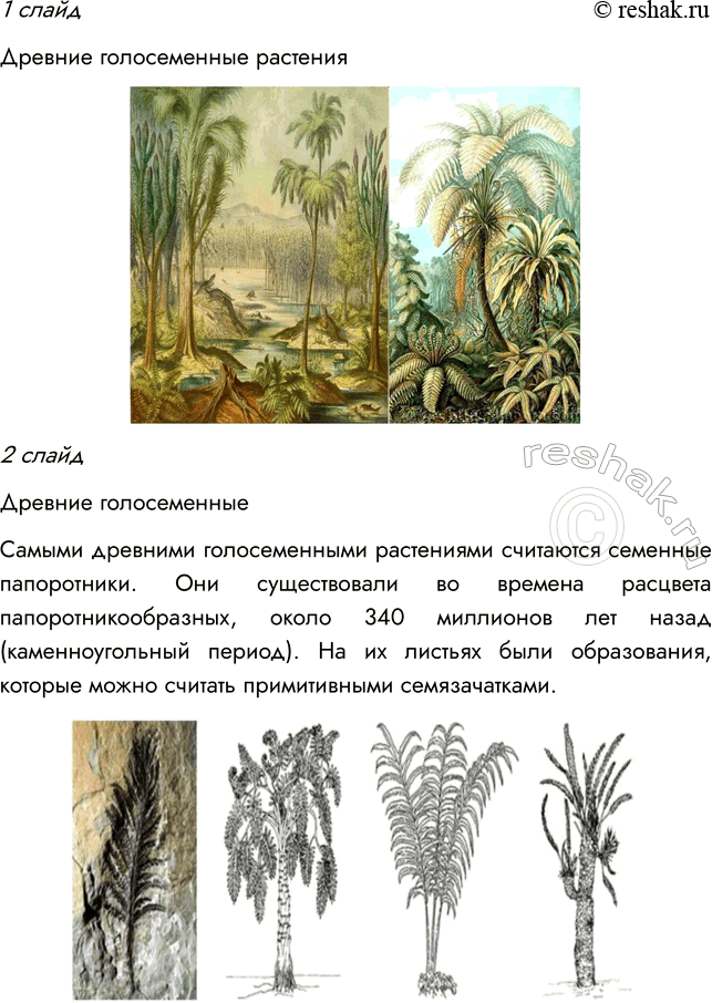 Решение задачи: § 8. ОТДЕЛ ГОЛОСЕМЕННЫЕ РАСТЕНИЯ ВСПОМНИТЕ 1. Какой жизненный цикл имеют моховидные? Жизненный цикл мха делится на две фазы: 1) Гаметофит — фаза образования растения из споры;