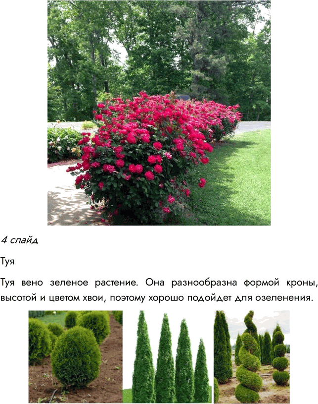 Решение задачи: § 9. ОТДЕЛ ПОКРЫТОСЕМЕННЫЕ, ИЛИ ЦВЕТКОВЫЕ, РАСТЕНИЯ ВСПОМНИТЕ 1. Какие растения называют цветковыми? Цветковыми называют растения, у которых есть цветок, из которого развивается плод с семенами.