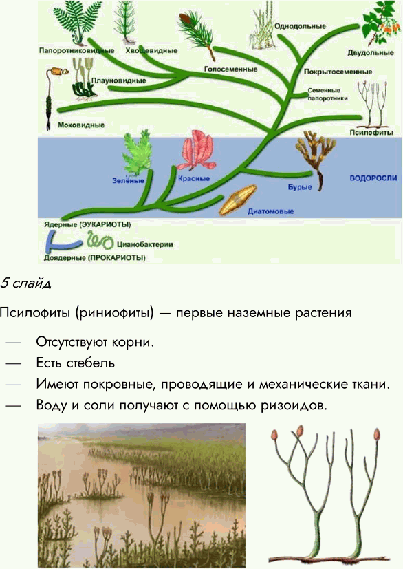 Решение задачи: § 10. РАЗВИТИЕ РАСТИТЕЛЬНОГО МИРА ВСПОМНИТЕ 1. Какая группа растений занимает в настоящее время господствующее положение? Господствующее положение в настоящее время занимают покрытосеменные растения.