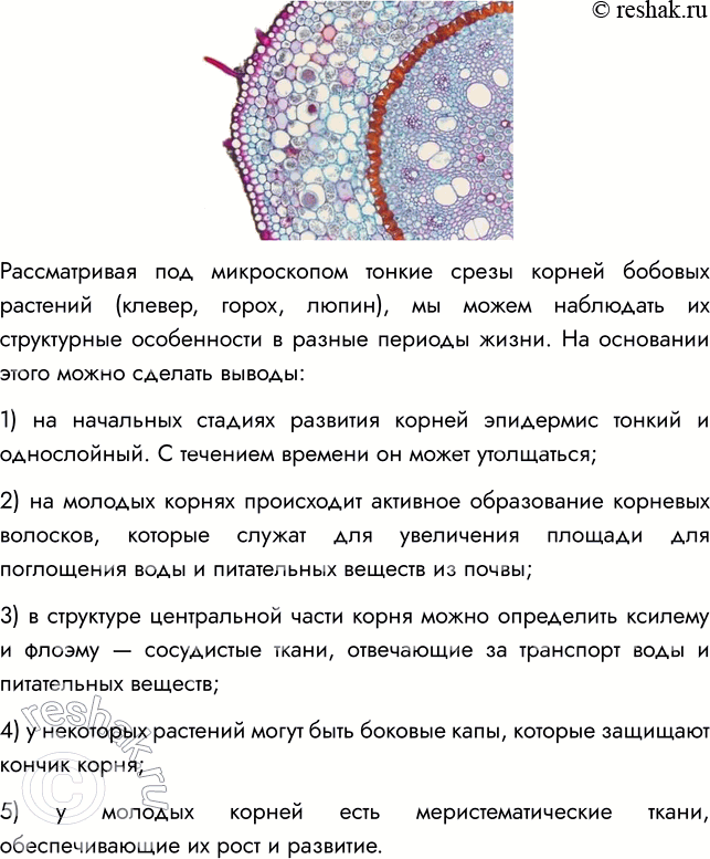 Решение задачи: § 21. РОЛЬ БАКТЕРИЙ В ПРИРОДЕ И ЖИЗНИ ЧЕЛОВЕКА ВСПОМНИТЕ 1. Какую роль играют бактерии в природе? Бактерии разрушают сложные органические вещества отмерших растений и трупов животных, выделения живых организмов и т.п.