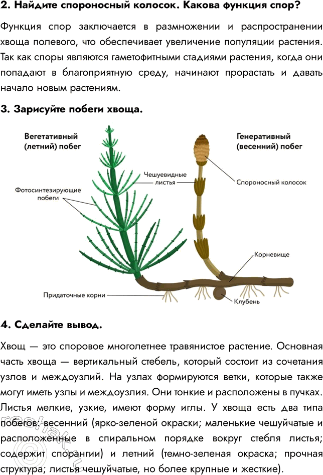 Решение задачи: § 7. ОТДЕЛЫ ПАПОРОТНИКОВИДНЫЕ, ПЛАУНОВИДНЫЕ, ХВОЩЕВИДНЫЕ ВСПОМНИТЕ 1. Какие растительные ткани вы знаете? Мне известны такие виды тканей, как образовательная, покровная, механическая, проводящая, основная, выделительная.
