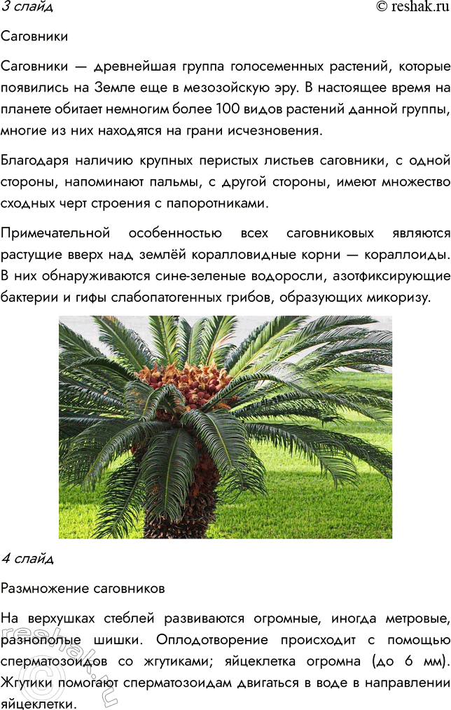 Решение задачи: § 8. ОТДЕЛ ГОЛОСЕМЕННЫЕ РАСТЕНИЯ ВСПОМНИТЕ 1. Какой жизненный цикл имеют моховидные? Жизненный цикл мха делится на две фазы: 1) Гаметофит — фаза образования растения из споры;
