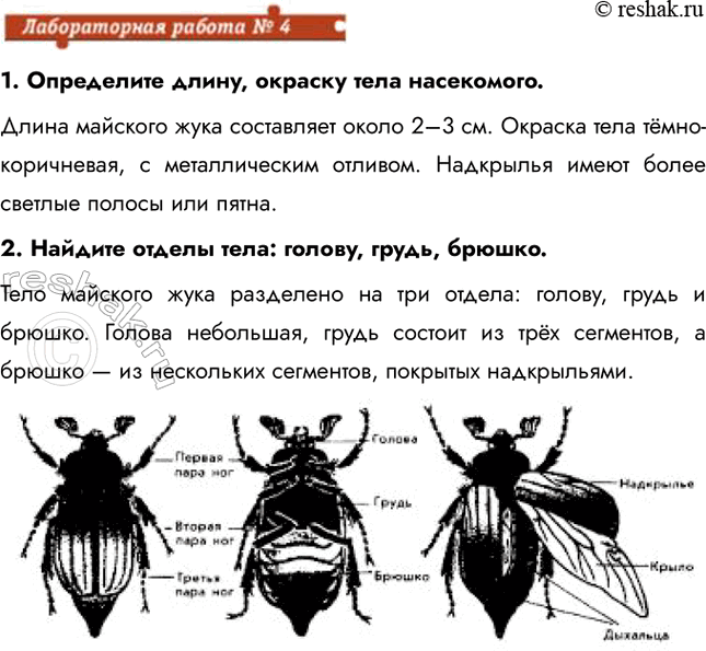Решение задачи: 1. Определите длину, окраску тела насекомого. Длина майского жука составляет около 2–3 см. Окраска тела тёмно-коричневая, с металлическим отливом. Надкрылья имеют более светлые полосы или пятна.