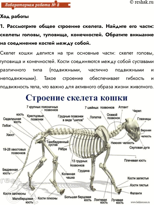 Решение задачи: Ход работы 1. Рассмотрите общее строение скелета. Найдите его части: скелеты головы, туловища, конечностей. Обратите внимание на соединение костей между собой.