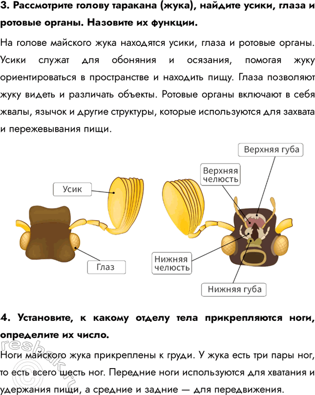 Решение задачи: 1. Определите длину, окраску тела насекомого. Длина майского жука составляет около 2–3 см. Окраска тела тёмно-коричневая, с металлическим отливом. Надкрылья имеют более светлые полосы или пятна.