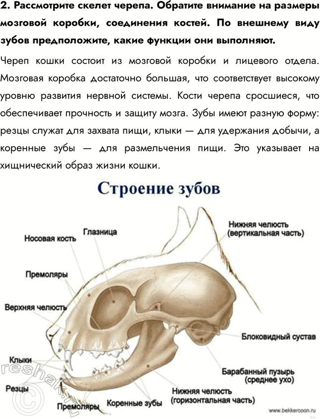 Решение задачи: Ход работы 1. Рассмотрите общее строение скелета. Найдите его части: скелеты головы, туловища, конечностей. Обратите внимание на соединение костей между собой.