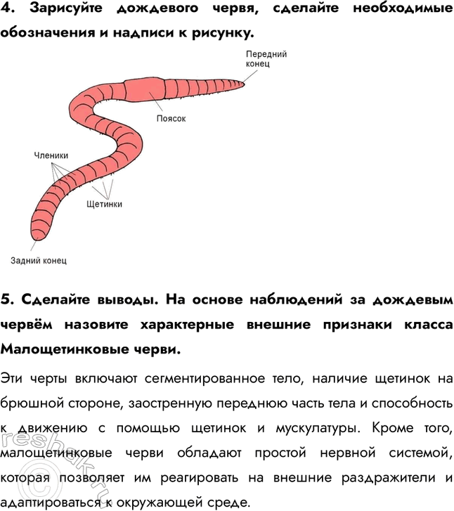 Решение задачи: Ход работы 1. Поместите дождевого червя на стекло. Рассмотрите спинную и брюшную стороны, переднюю и заднюю части, их различие. Спинная сторона червя более темная и гладкая, в то время как брюшная сторона имеет множество щетинок, которые помогают ему двигаться.