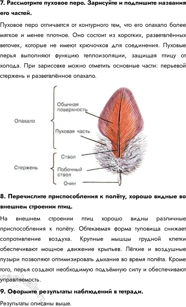 Решение задачи: Ход работы 1. Рассмотрите чучело птицы. Найдите основные отделы тела. Назовите их. При осмотре чучела птицы можно выделить основные отделы тела: