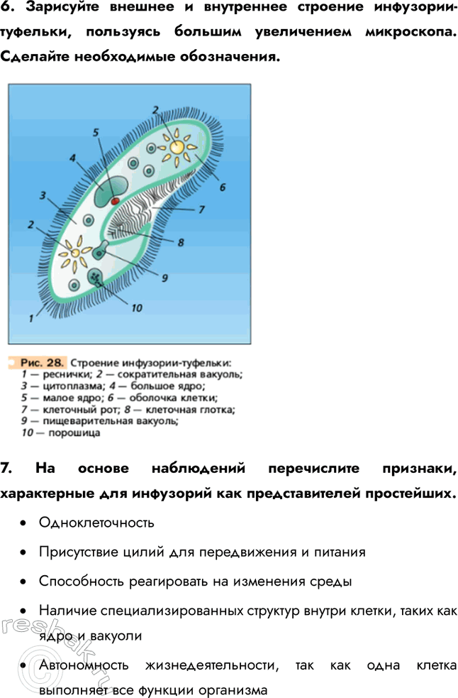 Решение задачи: Ход работы 1. Установите, видны ли невооружённым глазом инфузории-туфельки в пробирке. Инфузории-туфельки в пробирке не видны невооруженным глазом из-за их малых размеров и прозрачности.