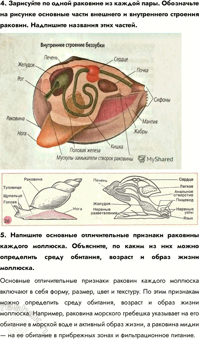 Решение задачи: Ход работы 1. Рассмотрите раковины морского гребешка и мидии. Выясните их сходство и различия. Раковины морского гребешка и мидии имеют как сходства, так и различия в своем строении.
