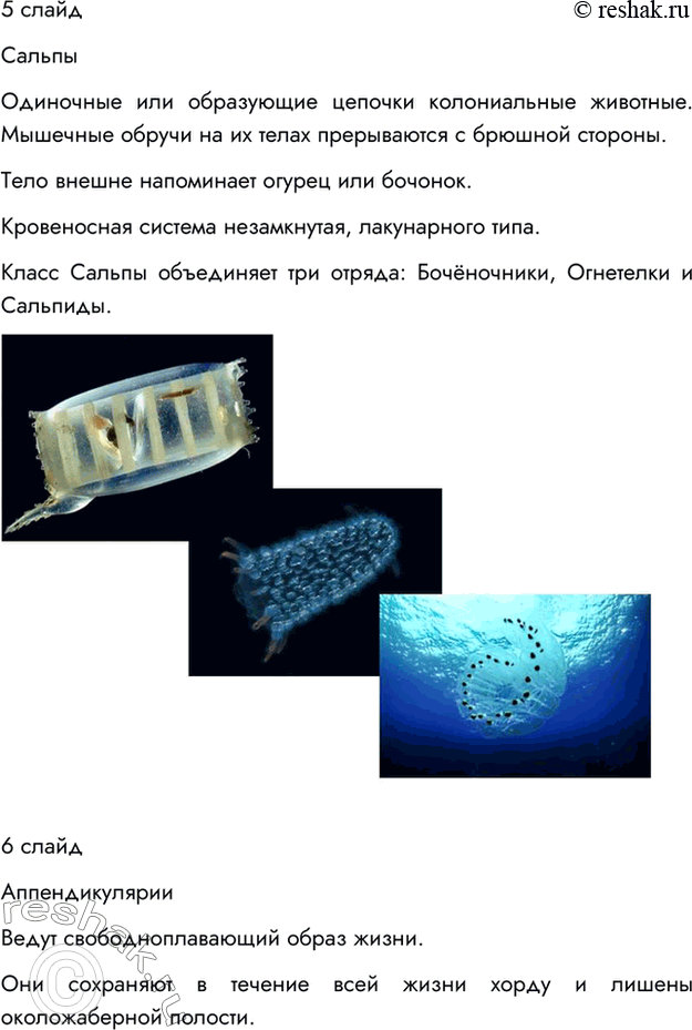 Решение задачи: §17. ТИП ХОРДОВЫЕ ВСПОМНИТЕ 1. Каких животных называют позвоночными? Позвоночными называют животных, имеющих внутренний осевой скелет — позвоночник. 2. Что такое внутренний скелет?