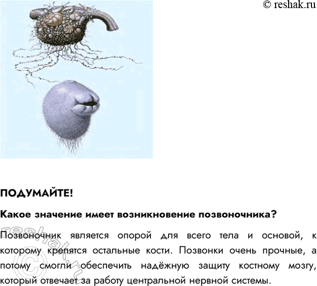 Решение задачи: §17. ТИП ХОРДОВЫЕ ВСПОМНИТЕ 1. Каких животных называют позвоночными? Позвоночными называют животных, имеющих внутренний осевой скелет — позвоночник. 2. Что такое внутренний скелет?
