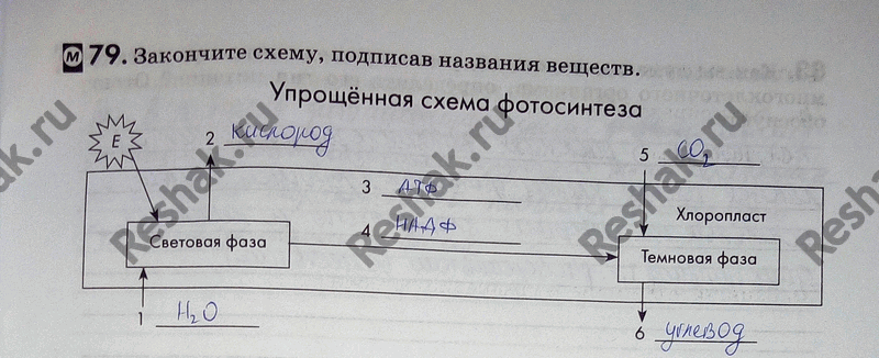 Решение задачи: 79. Заполните таблицу. Классификация гетеротрофных организмов по способу получения органических веществГруппы гетеротрофов Особенности питания Представители Сапротрофы Паразиты Голозои Фотосинтез и