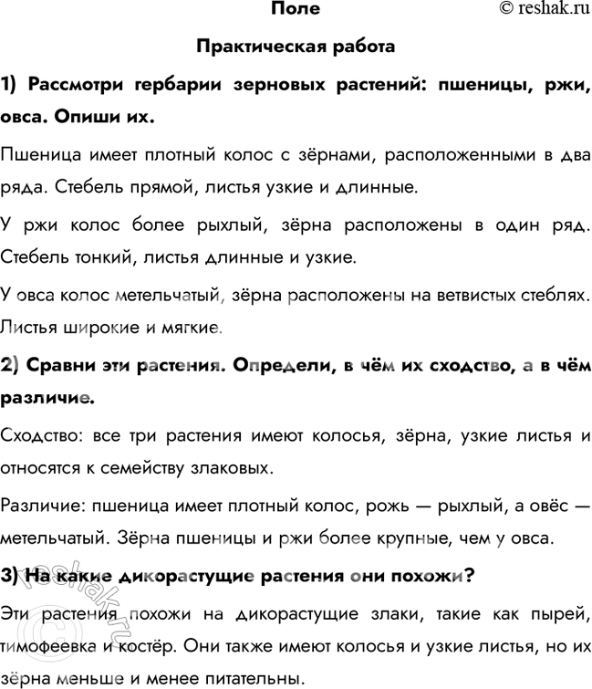 Решение задачи: Поле Практическая работа 1) Рассмотри гербарии зерновых растений: пшеницы, ржи, овса. Опиши их. Пшеница имеет плотный колос с зёрнами, расположенными в два ряда.