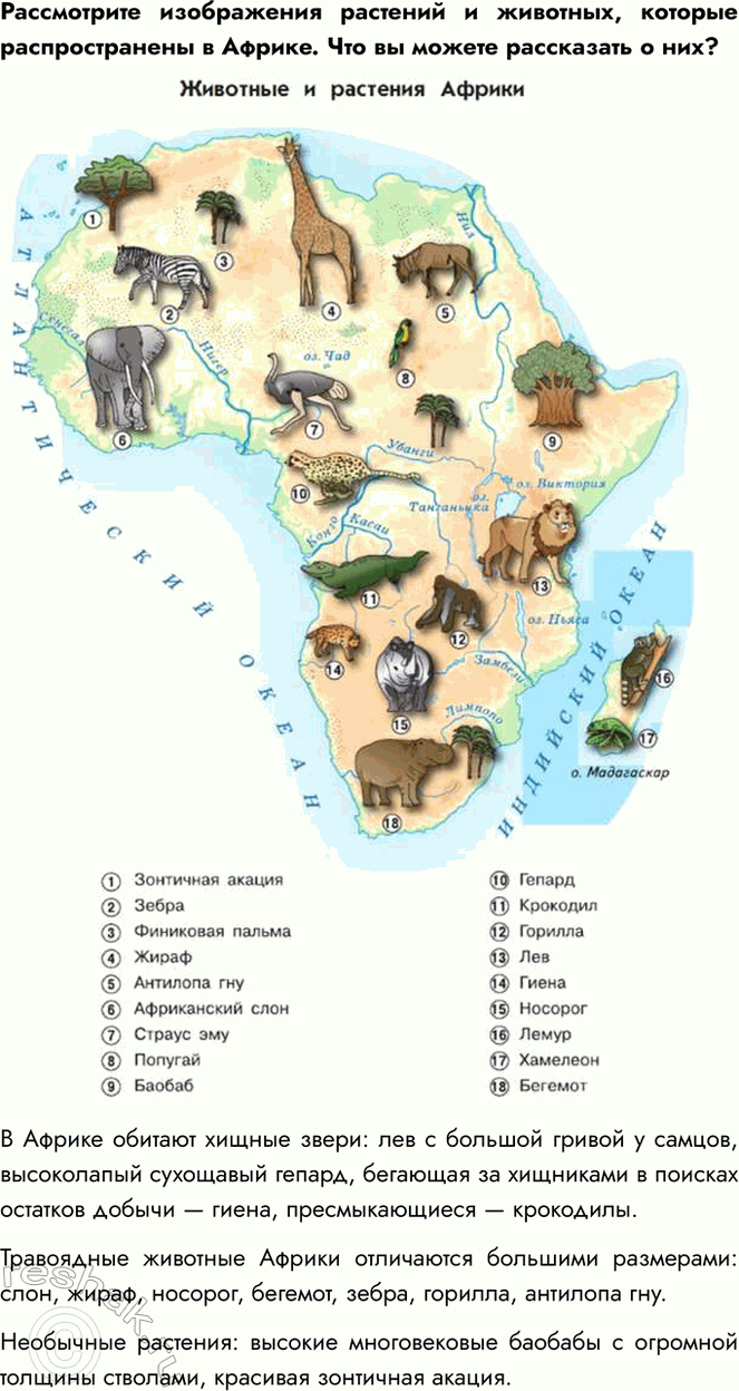 Решение задачи: Найдите на карте выделенные в тексте географические объекты. Рассмотрите изображения растений и животных, которые распространены в Африке. Что вы можете рассказать о них?