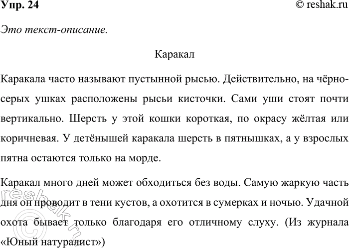Решение задачи: 24. Прочитайте. Каракал Каракала часто называют пустынной рысью. Действительно, на чёрно-серых ушках расположены рысьи кисточки. Сами уши стоят почти вертикально. Шерсть у этой кошки короткая, по окрасу жёлтая или коричневая.
